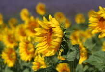 Mistral – Król wiatrów w Prowansji Mistral - Król wiatrów w Prowansji